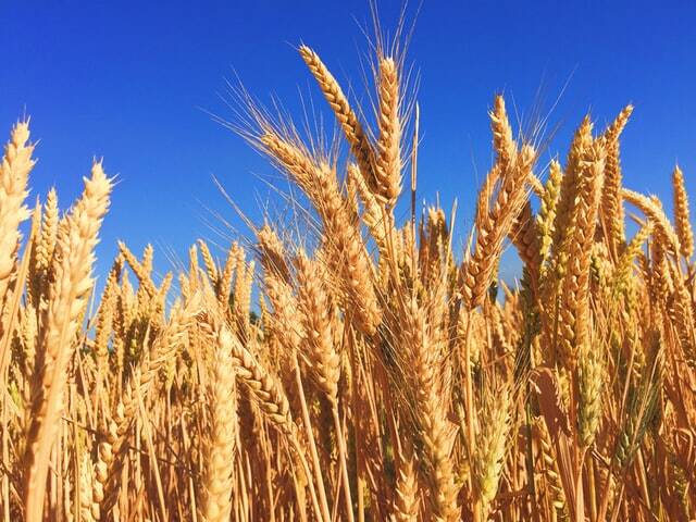 New Grain, New Wine and New Oil…..