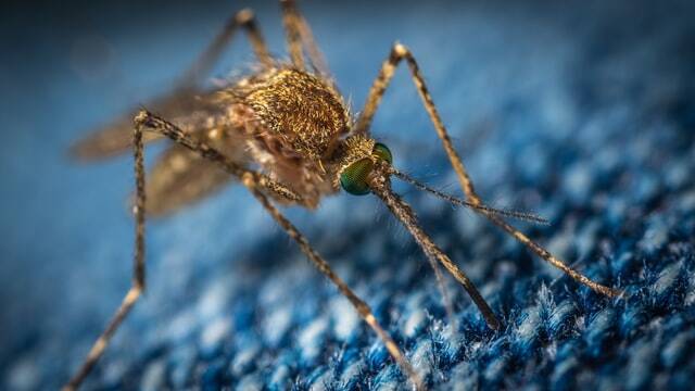 Dengue Disappeared!!!