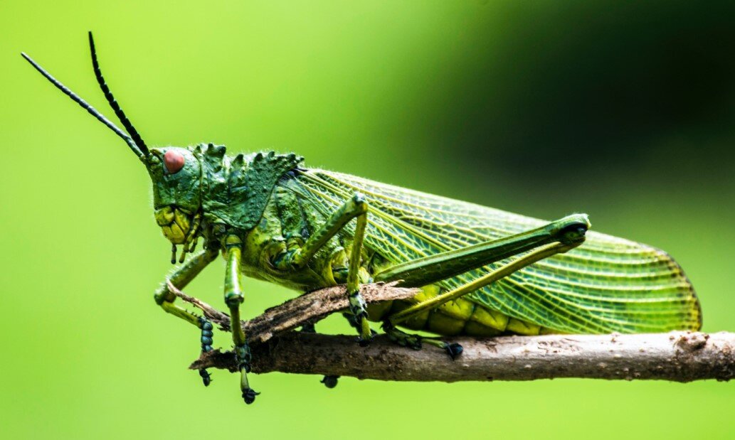 The Grasshopper Syndrome