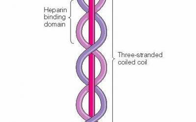 Laminin
